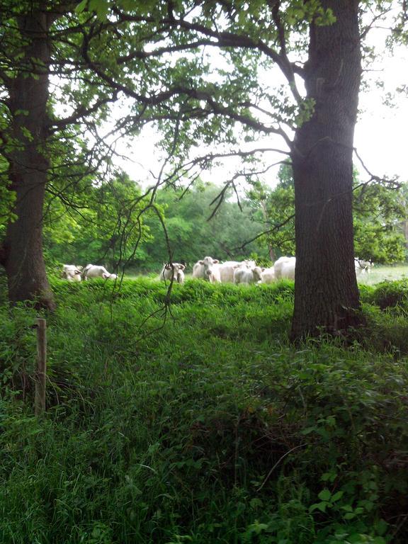 شقة Bed En Breakfast Westerwolde Sellingen المظهر الخارجي الصورة